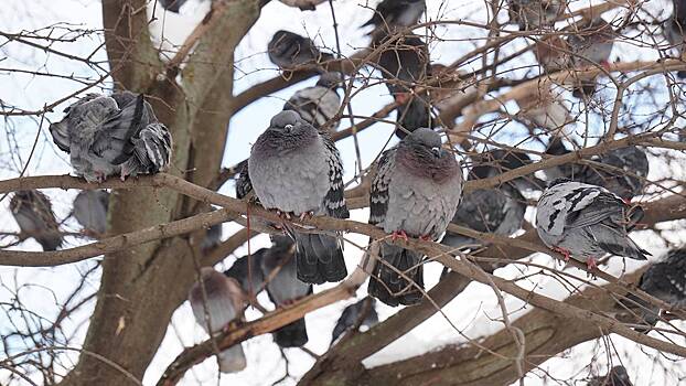 На Кубани исключили вирусные заболевания из причин массовой гибели голубей