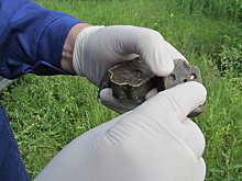 Более 19 тыс доз вакцины от бешенства разложат в охотхозяйствах Луховиц за два дня