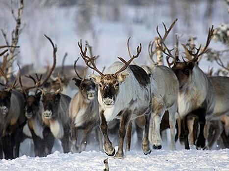 Ямальские ветеринары борются с сибирской язвой. Уже привито более 400 оленей