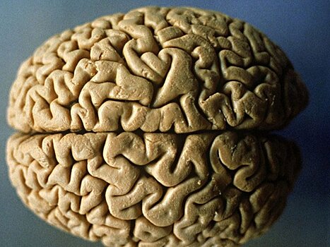 Ученые: мозг будет возможно омолаживать