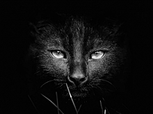 Костромские черные коты оказались в опасности накануне Хэллоуина