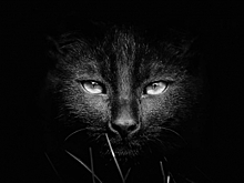 Костромские черные коты оказались в опасности накануне Хэллоуина
