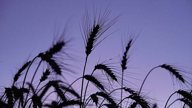 Зерновой союз допустил запрет на импорт российского продовольствия в США