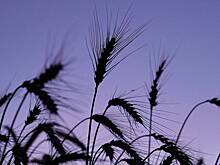 Зерновой союз допустил запрет на импорт российского продовольствия в США