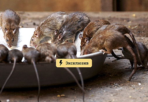 Дезинсекторы: бороться с крысами нужно современными устройствами