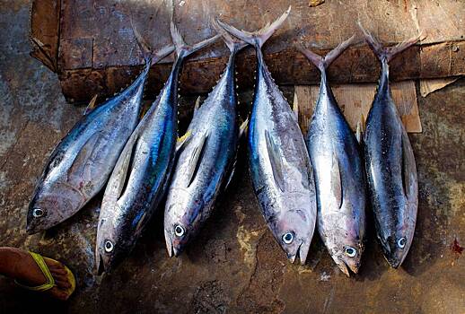 Россия резко нарастила ввоз одного вида рыбы из Вьетнама