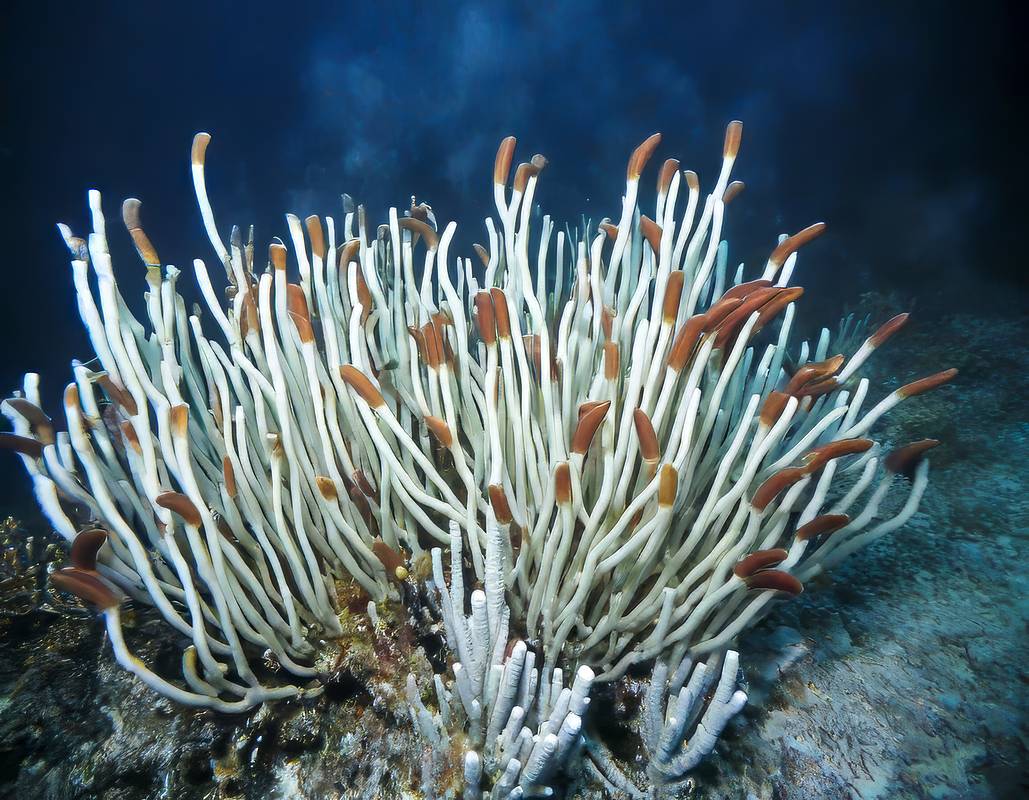 На глубине океана найдены необычные организмы