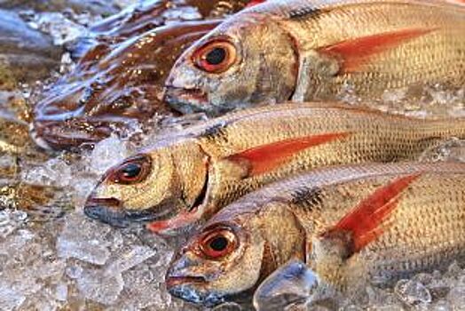 Под Волгоградом под суд идут браконьеры, наловившие рыбы на 9,3 млн руб