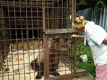 Петербургский центр помощи диким животным «Сирин» прекращает прием новых подопечных
