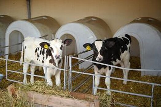 В Адыгее усилят работу по поддержке животноводческих хозяйств