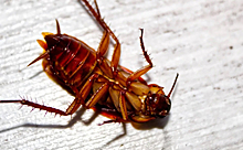 Вероятность массового возвращения тараканов оценили ученые
