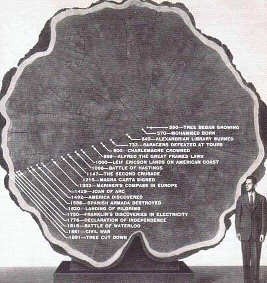 Это дерево было срублено в 1891 году, в возрасте 1300 лет. Круги внутри дерева соотносятся со значительными событиями, которые происходили на протяжении всей жизни дерева.
