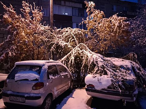 Циклон принес в Челябинскую область мокрый снег, на юге местами повалило деревья