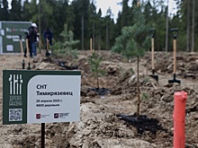 Более четырех тысяч саженцев сосны и дуба высадили в Новой Москве