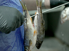 Мастер Салехардского комбината признана одним из лучших работников России