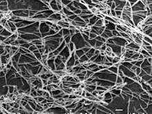 Nature: открыт фермент, эффективно расщепляющий целлюлозные волокна