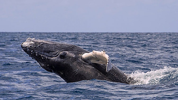 У берегов Нью-Йорка обнаружили горбатых китов