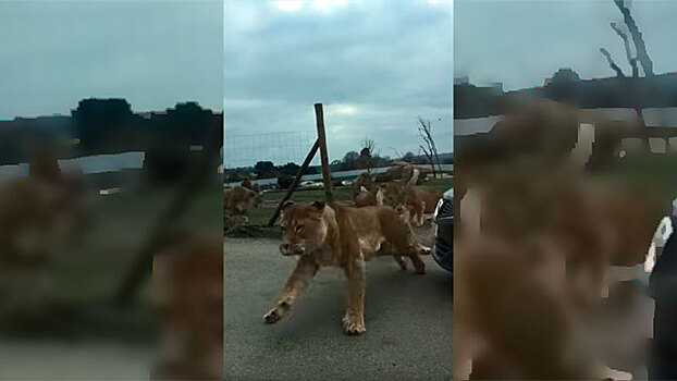 Львы набросились на посетителей сафари-парка: видео