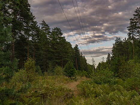 Во Владимирской области вырубят 10000 га леса
