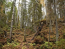 Полицейские из Мордовии помогли двум подросткам выбраться из леса