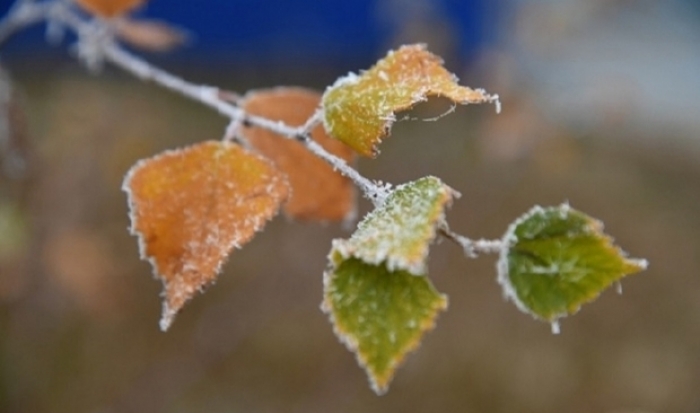 Ночные заморозки до -3 градусов ударят в Волгоградской области
