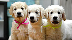 Почему появление щенка в доме может обернуться катастрофой