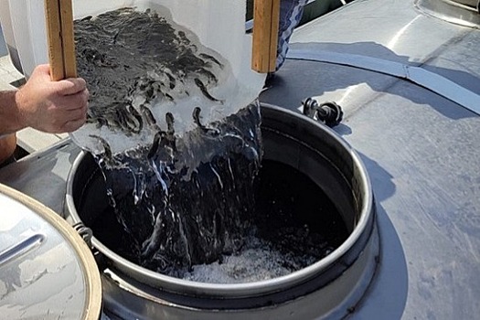 В реки Кабардино-Балкарии выпустили более миллиона мальков каспийского лосося