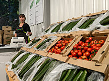 Число вспышек АЧС растет из-за диких зверей