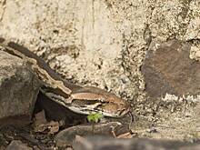 11-летняя девочка выжила после укуса одной из самых ядовитых змей в мире