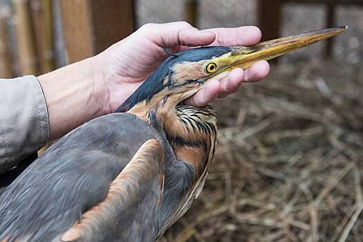 В Братске спасли замерзающую цаплю