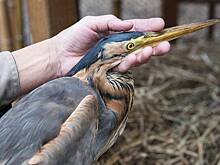 В Братске спасли замерзающую цаплю