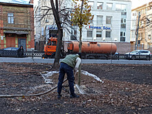 16 взрослых лип высадили в Звездинском сквере в Нижнем Новгороде