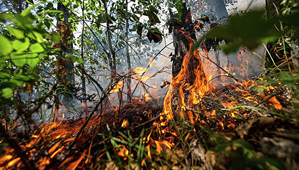 Граждан РФ, пострадавших от лесных пожаров в Хорватии нет — Ростуризм