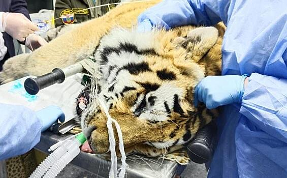 Очередного тигра поймали недалеко от населенного пункта в Приморском крае