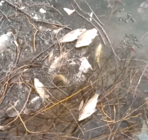 Массовая гибель рыбы произошла в пруду в Арзамасе