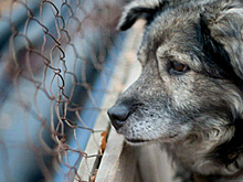 В Ульяновской области не хватает денег на содержание бездомных животных