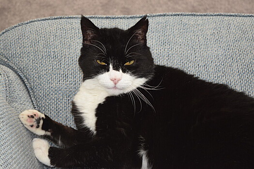 Скончался знаменитый кот-дипломат МИД Британии