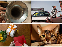 Выходные в Нижнем Новгороде: с Монеточкой, гонками, ремёслами и братьями нашими меньшими