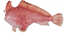 Редкую «ходячую» розовую рыбу заметили у берегов Тасмании (ВИДЕО)