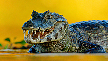 Огромный крокодил укусил смотрителя зоопарка, который тыкал в него палкой