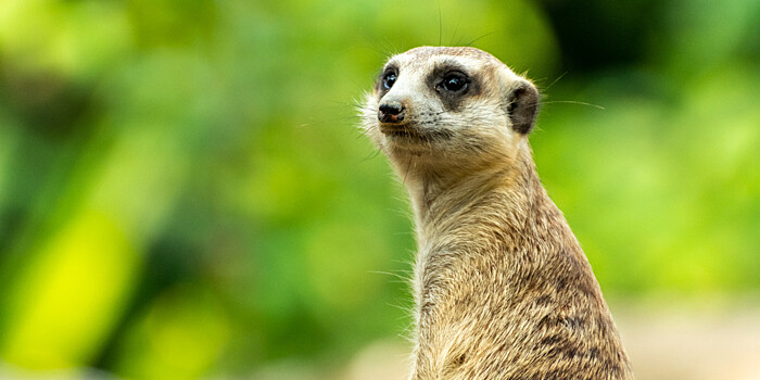 Кошка усыновила суриката в челябинском приюте