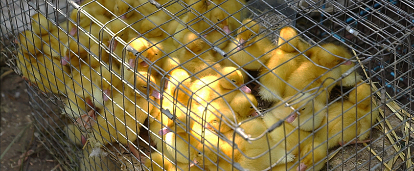 В Удмуртии по указанию главы республики чиновники ищут в деревне чупакабру