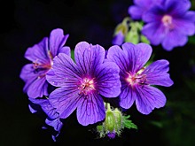 Секрет ухода за геранью, о котором мало знают