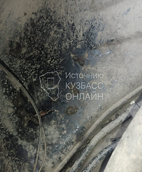 Полчища крыс атаковали автомобили новокузнечан