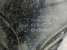 Полчища крыс атаковали автомобили новокузнечан