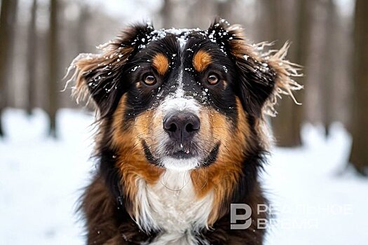 В Казани в марте пройдут бесплатные выездные регистрации чипированных собак