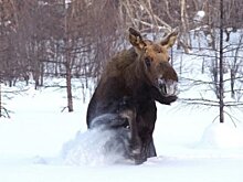 Житель Бессоновского района заявил, что нашел мертвого лося на дороге