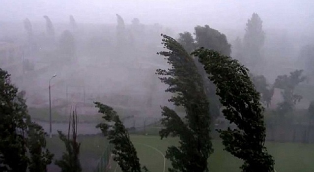 Поваленные деревья и сорванные баннеры: в Волгодонске разбушевалась непогода