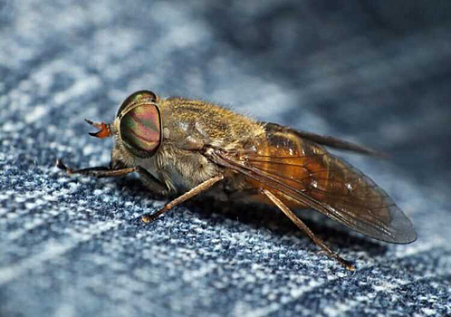 Слепни-вампиры массово вылетели в Новосибирск