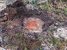 Огромную незаконную вырубку леса обнаружили в Нижегородской области